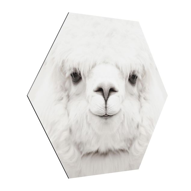 Obrazy nowoczesny Smiling Alpaca