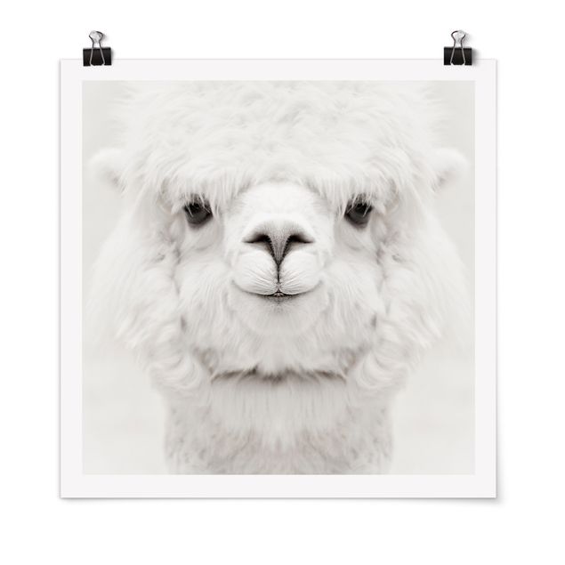 Obrazy nowoczesne Smiling Alpaca