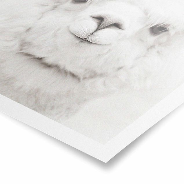 Obrazy zwierzęta Smiling Alpaca