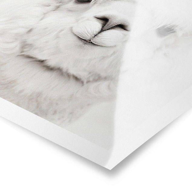 Plakaty zwierzęta Smiling Alpaca