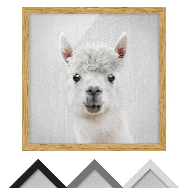 Obrazy ze zwierzętami Lama Lars