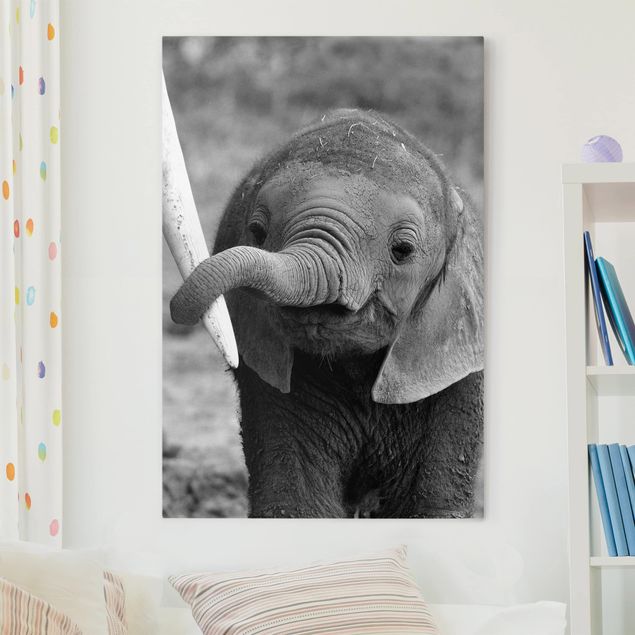 Obraz na płótnie - Baby słoń