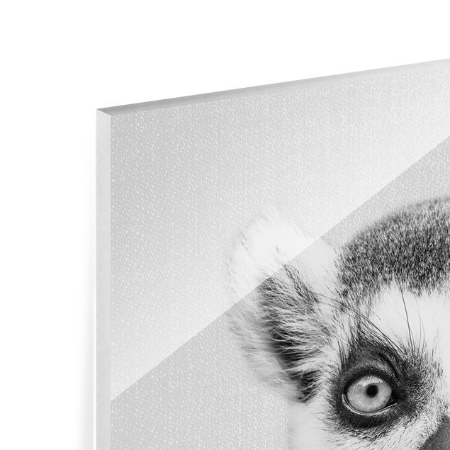 Zwierzęta obrazy Lemur Ludwig Black And White