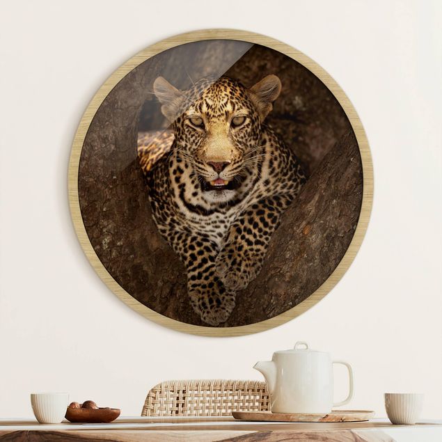 Obrazy w ramie do korytarzu Leopard Resting On A Tree