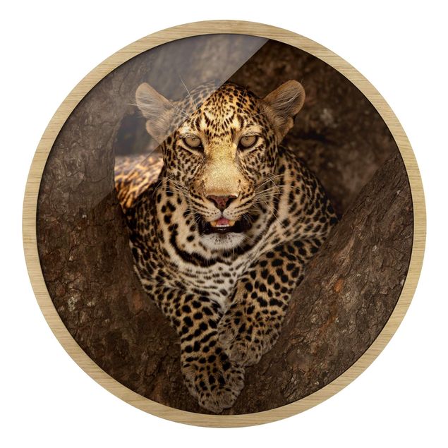Obrazy nowoczesne Leopard Resting On A Tree