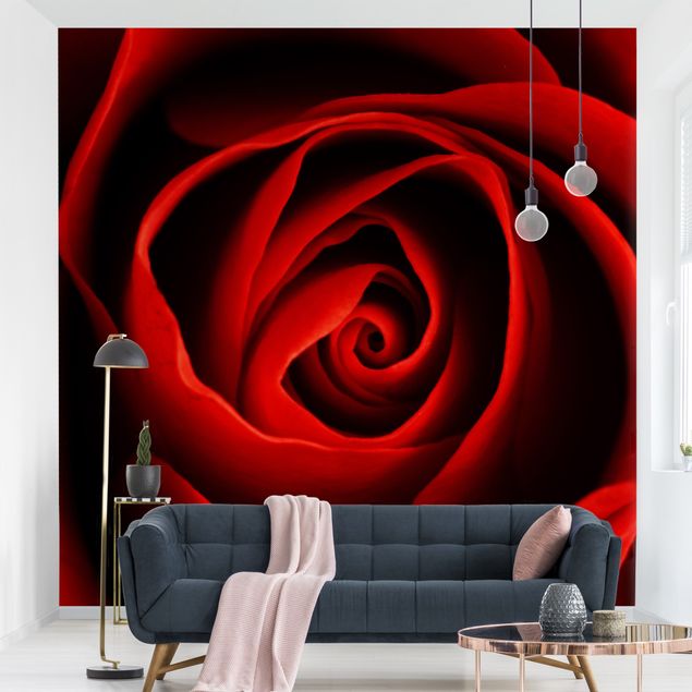 Róże tapeta Piękna róża