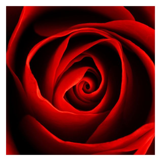 Fototapety Piękna róża