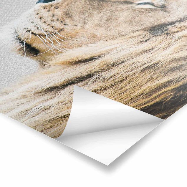 Plakaty czarno białe Lion Leopold
