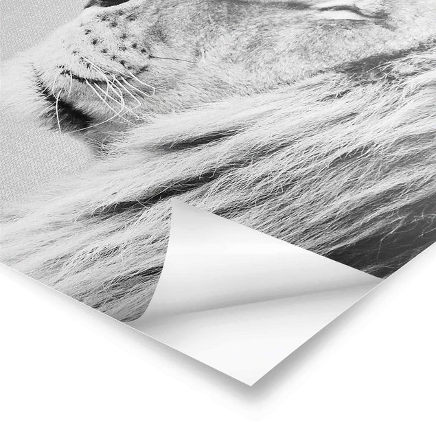 Plakaty czarno białe Lion Leopold Black And White