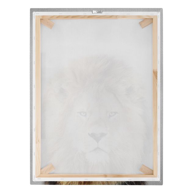 Obraz lwa na płótnie Lion Linus