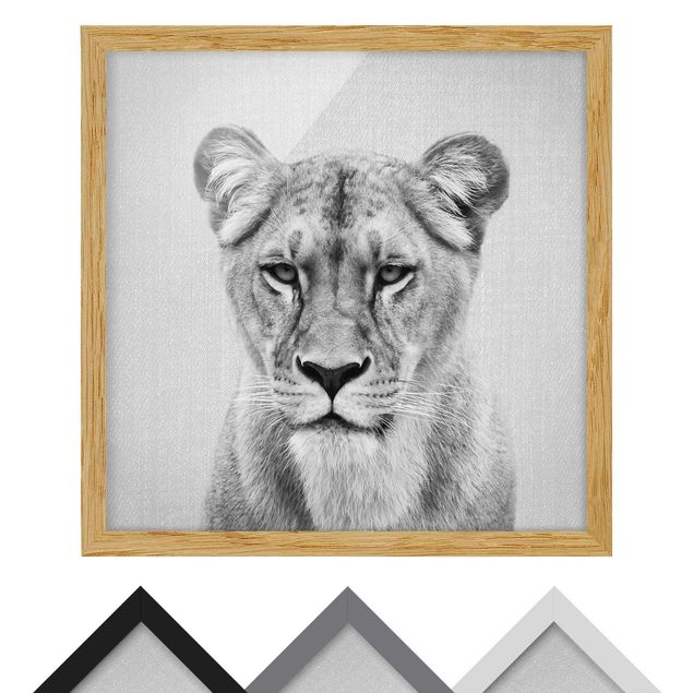 Obrazy nowoczesny Lioness Lisa Black And White