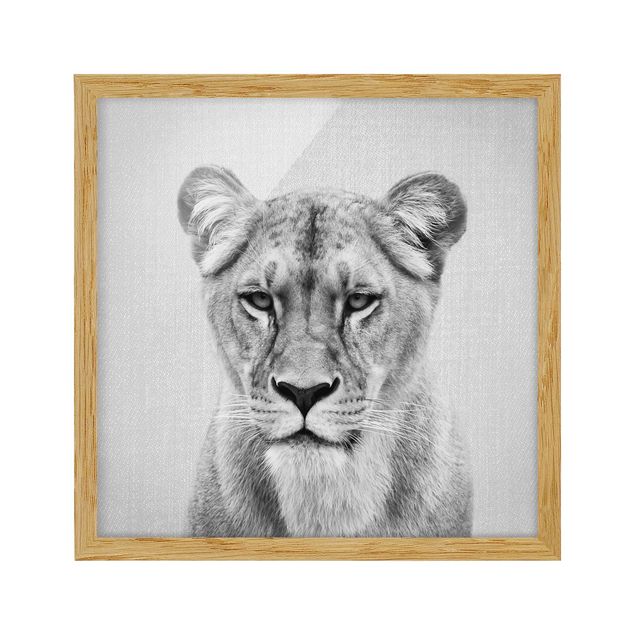 Obrazy w ramie zwierzęta Lioness Lisa Black And White