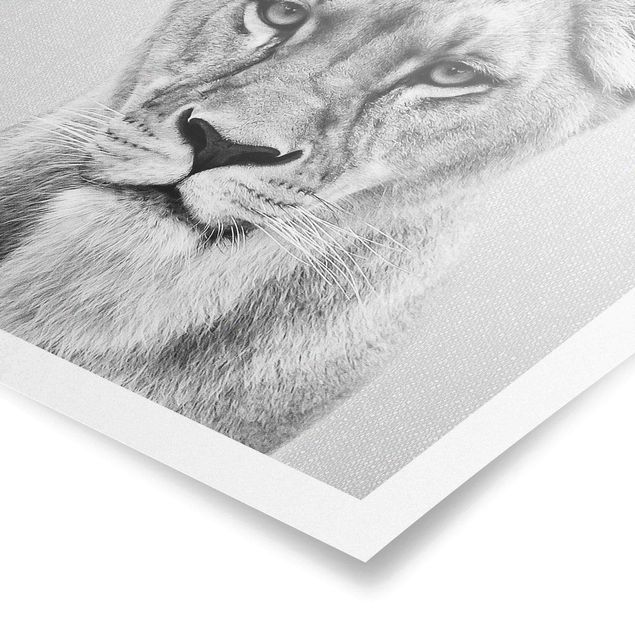 Lew obraz Lioness Lisa Black And White