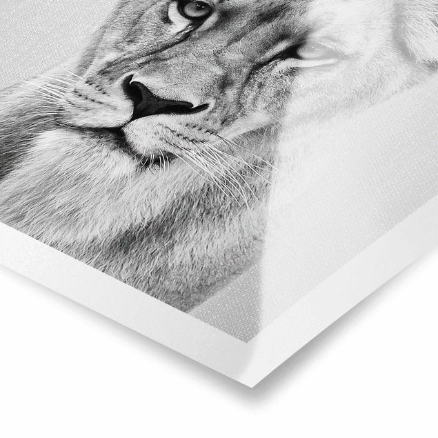 Obrazy Afryka Lioness Lisa Black And White