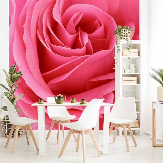 Tapety kwiaty Różowa róża pełna wdzięku