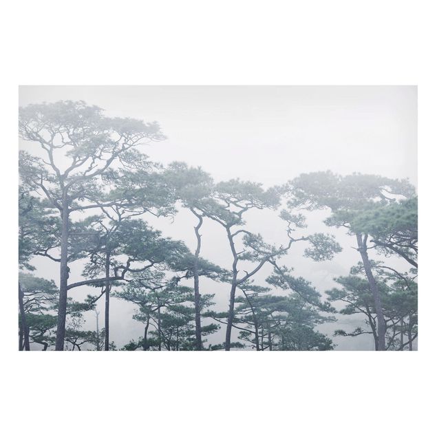 Obrazy do salonu nowoczesne Wierzchołki drzew we mgle