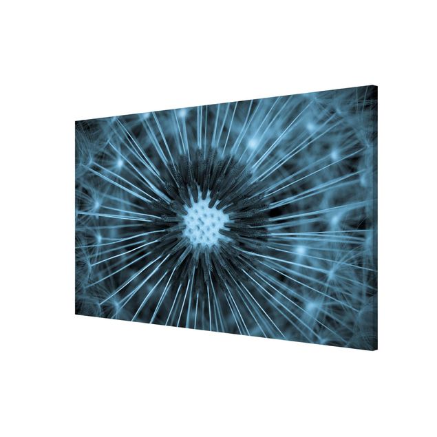 Obrazy nowoczesny Niebieski Tinted Dandelion