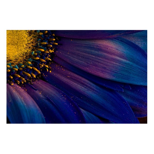 Nowoczesne obrazy do salonu Kwiat garbnika niebieskiego