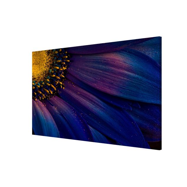 Obrazy nowoczesny Kwiat garbnika niebieskiego