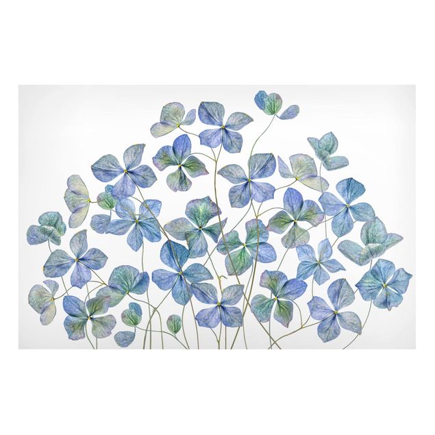 Obrazy do salonu Błękitne kwiaty hortensji