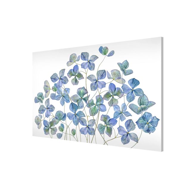 Obrazy nowoczesne Błękitne kwiaty hortensji