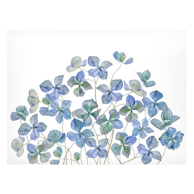 Obrazy do salonu Błękitne kwiaty hortensji