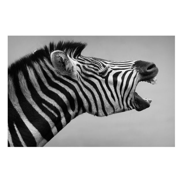 Obrazy do salonu nowoczesne Rycząca Zebra II