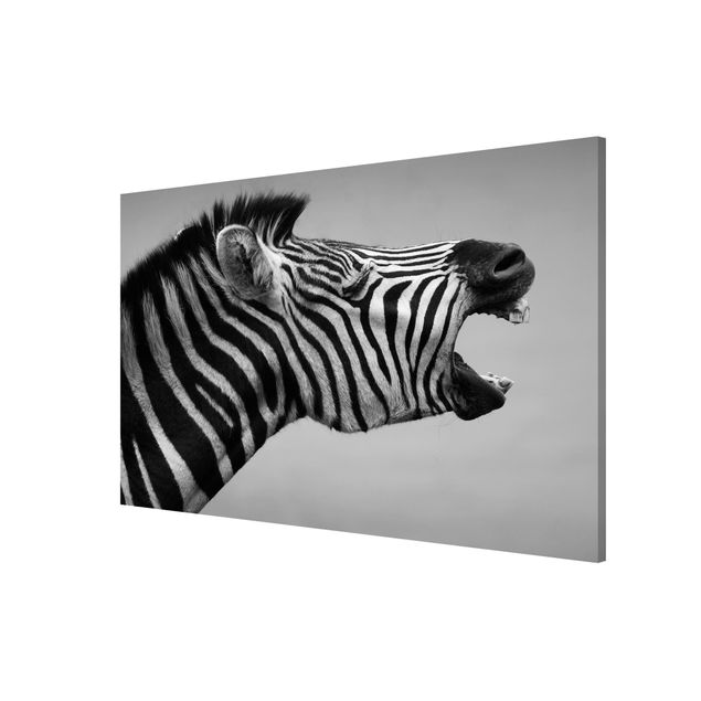 Nowoczesne obrazy Rycząca Zebra II