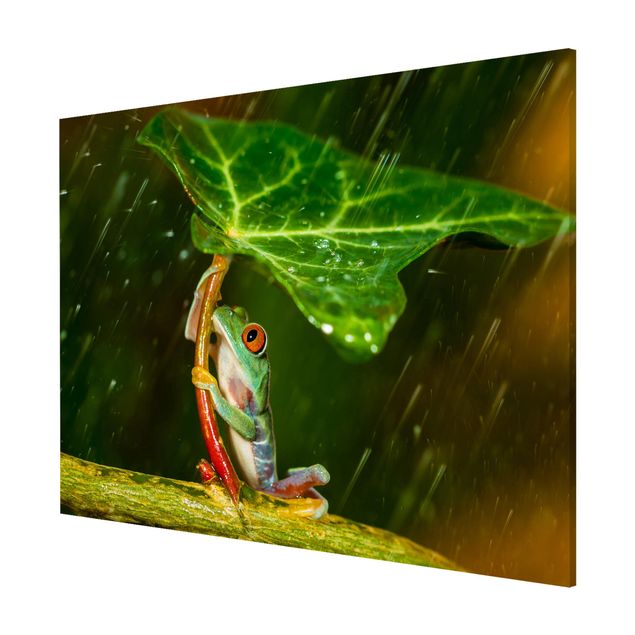 Obrazy nowoczesne Żaba w deszczu