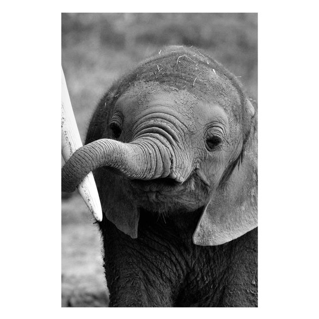 Obrazy do salonu Baby słoń