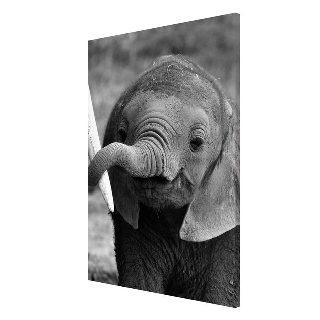 Obrazy nowoczesne Baby słoń