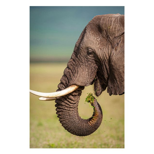 Obrazy do salonu nowoczesne Karmienie słoni w Afryce