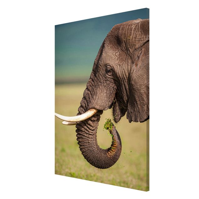 Nowoczesne obrazy Karmienie słoni w Afryce