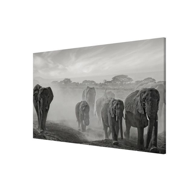 Nowoczesne obrazy Stado słoni