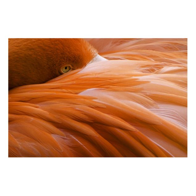Nowoczesne obrazy do salonu Pióra flaminga