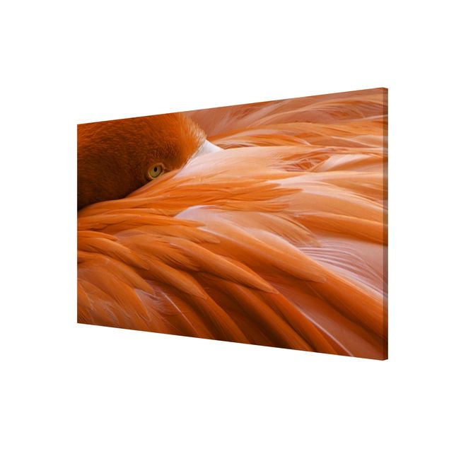 Obrazy nowoczesny Pióra flaminga
