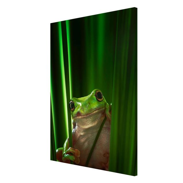 Obrazy nowoczesny Wesoła żaba
