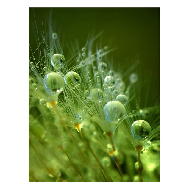 Obrazy do salonu Zielone nasiona w deszczu