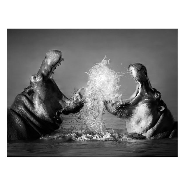 Obrazy do salonu Walka z hipopotamami
