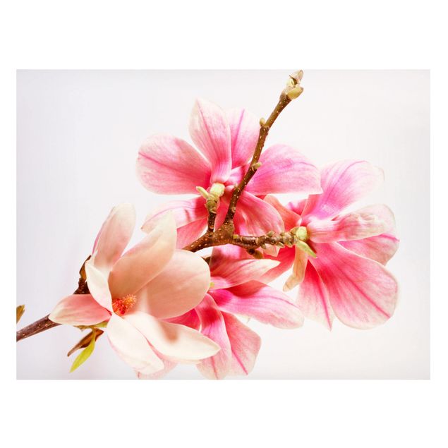 Obrazy do salonu Kwiaty magnolii