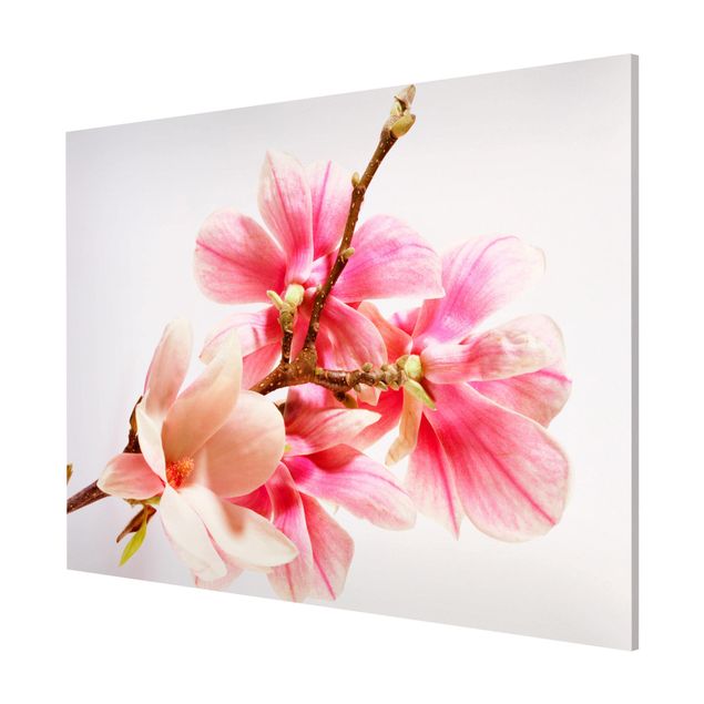 Obrazy nowoczesne Kwiaty magnolii