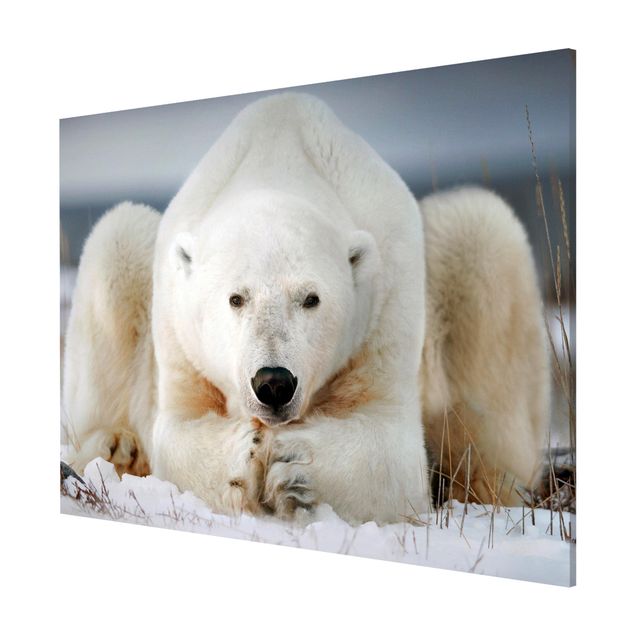 Obrazy do salonu nowoczesne Przemyślany niedźwiedź polarny