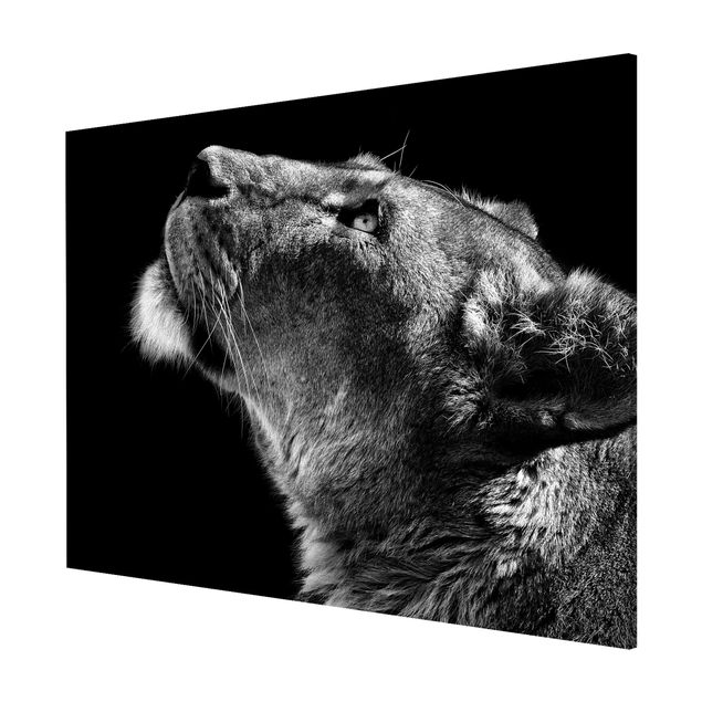 Nowoczesne obrazy Portret lwicy
