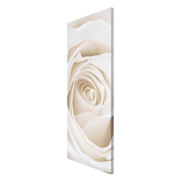Obrazy nowoczesne Piękna biała róża