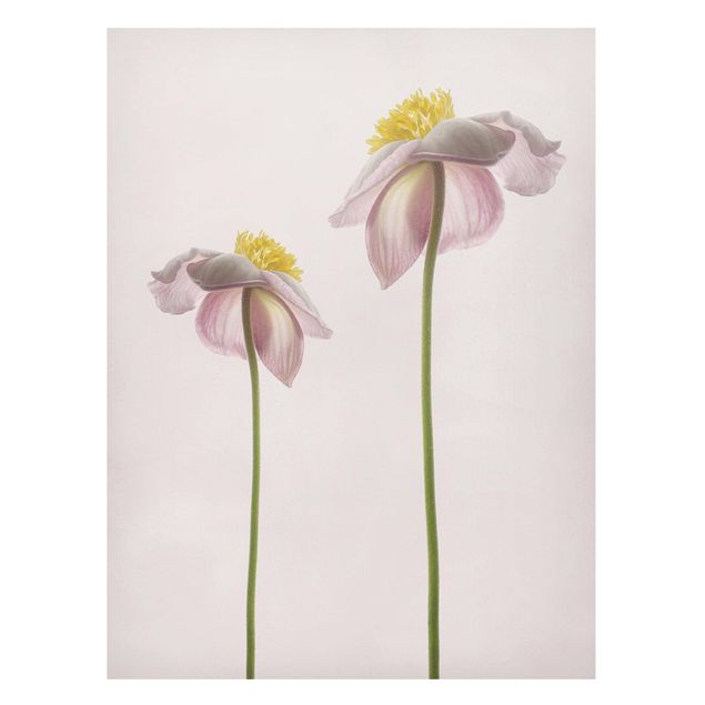 Obrazy do salonu nowoczesne Kwiaty zawilca różowego