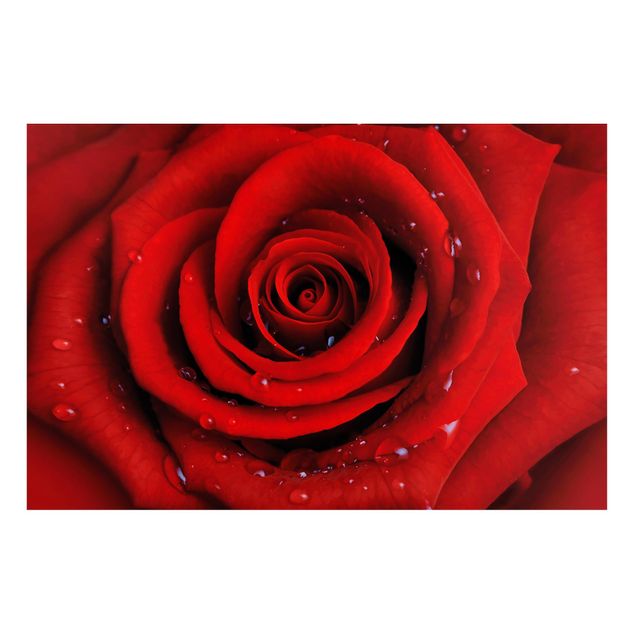 Nowoczesne obrazy do salonu Róża czerwona z kroplami wody