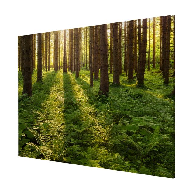Obrazy nowoczesny Promienie słońca w zielonym lesie
