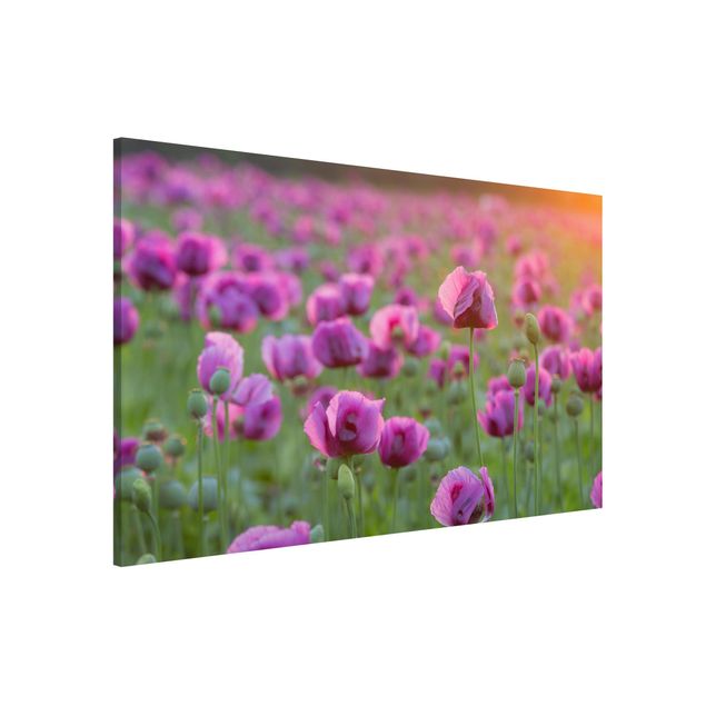 Maki obraz Fioletowa łąka z makiem opium wiosną
