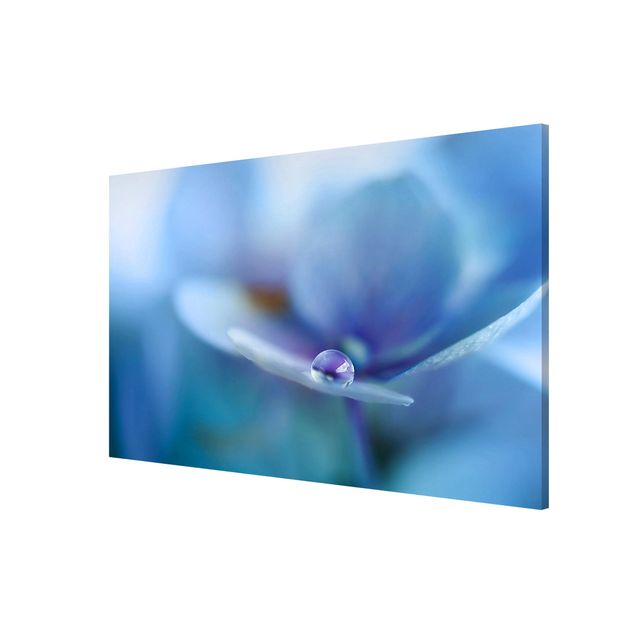 Obrazy nowoczesny Kwiat hortensji o kształcie kropli wody