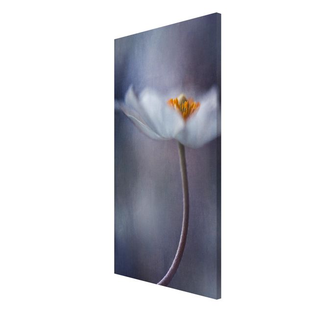 Obrazy nowoczesne Biały kwiat zawilca